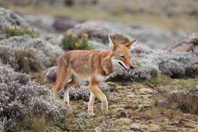 Ethiopian wolf