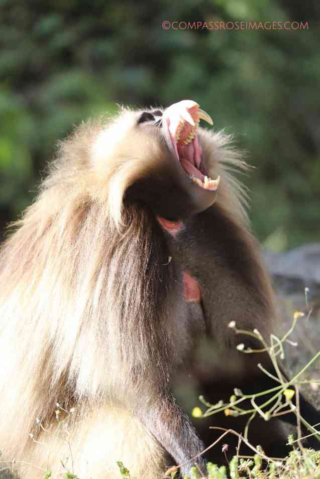 Gelada monkey