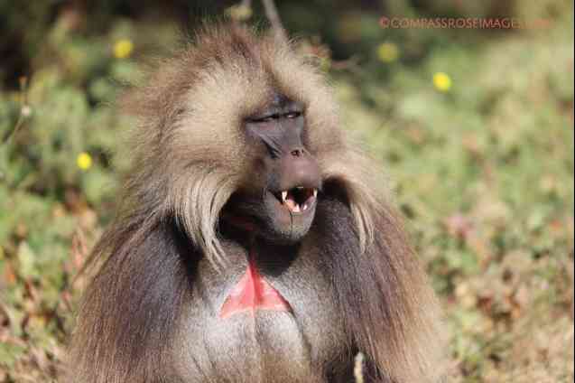 Gelada baboon