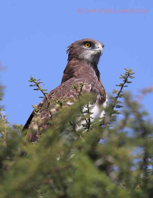 Birdlife of Ethiopia