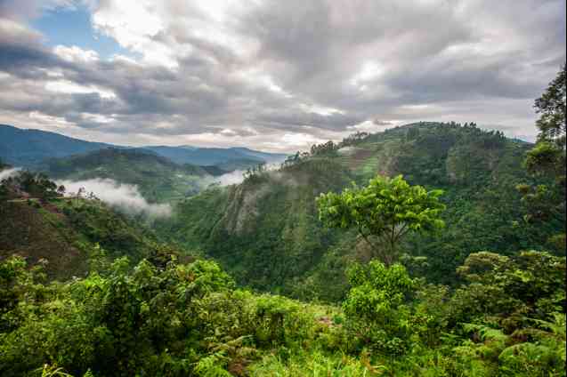 Bwindi Forest in Uganda