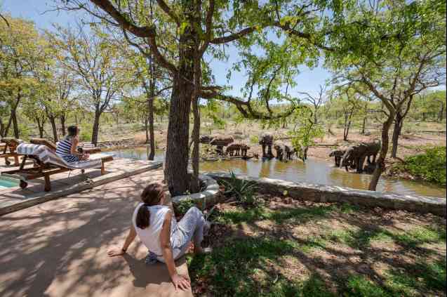 Chacma bush camp elephants