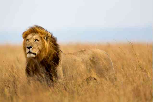 Lion in Masai Mara, Kenya