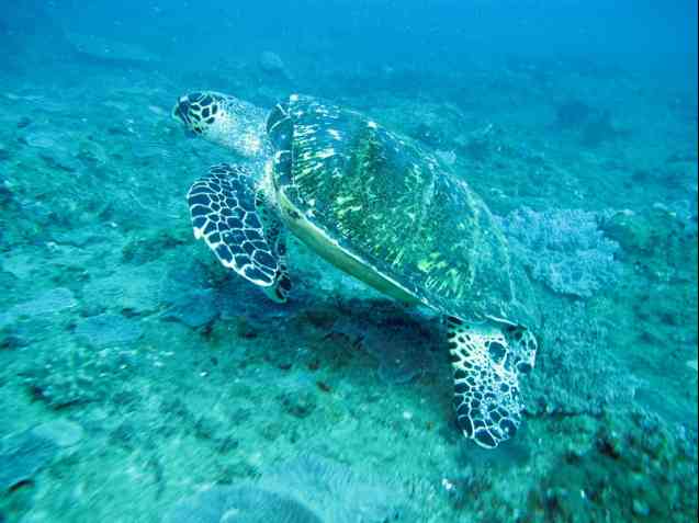 Sodwana Bay turtle