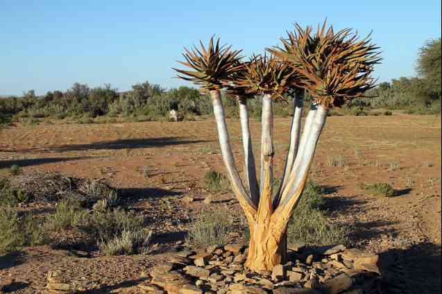 Northern Cape Kokerboom