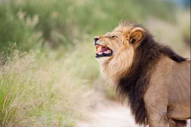 Black-maned lion South Africa Kgalagadi