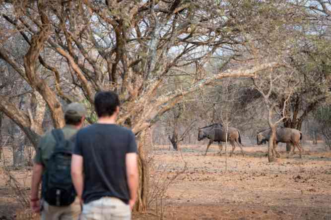  Greater Kruger Game Reserve walking safari