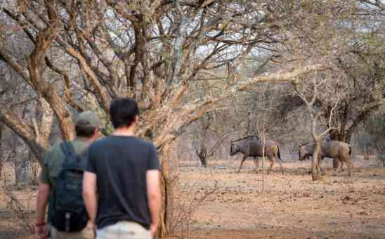 The best private game reserves for affordable South African safaris