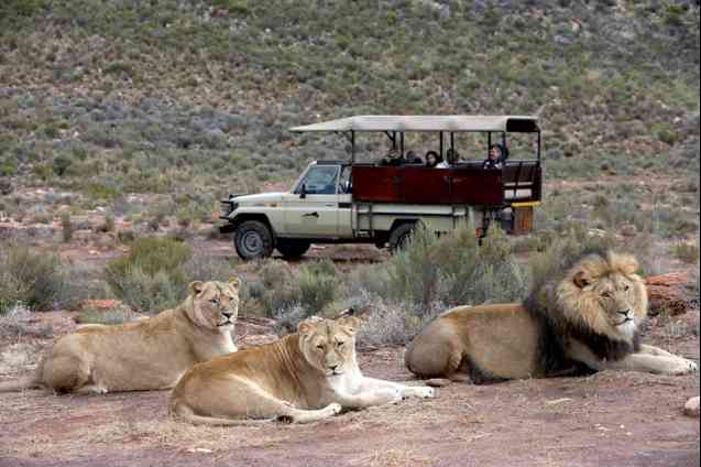 Aquila Game Reserve lions