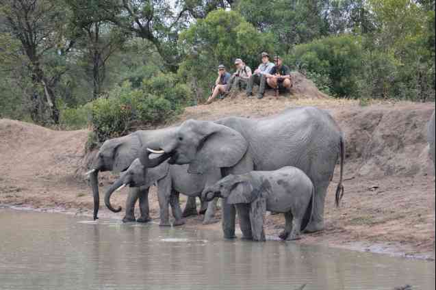 Balule walking safari