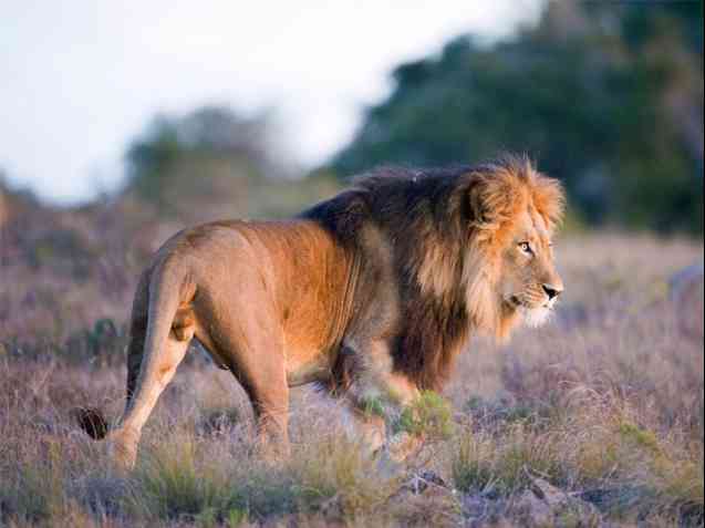 Amakhala game reserve lion