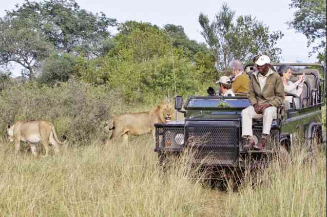 Game drive lions in Greater Kruger