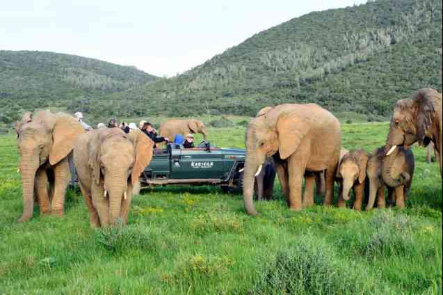 Kariega elephant game drive