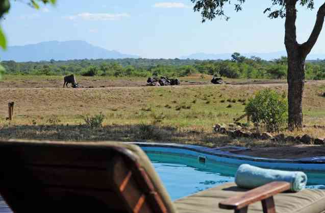 Thornybush game reserve lodge wildlife