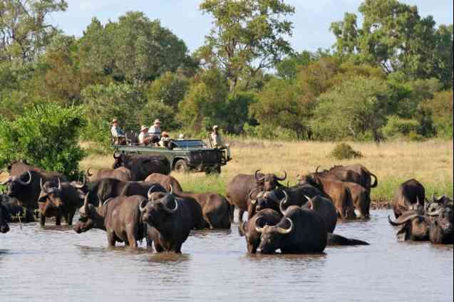 Umlani bush camp buffaloes