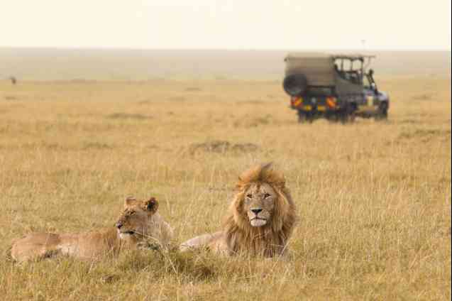 African safari lions in Kenya