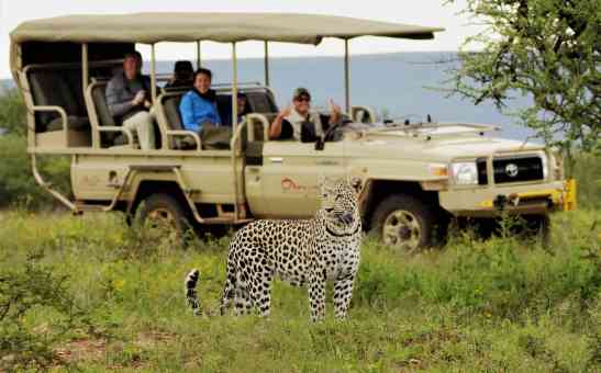How to plan an African safari on a tight budget: 8-step safari planning