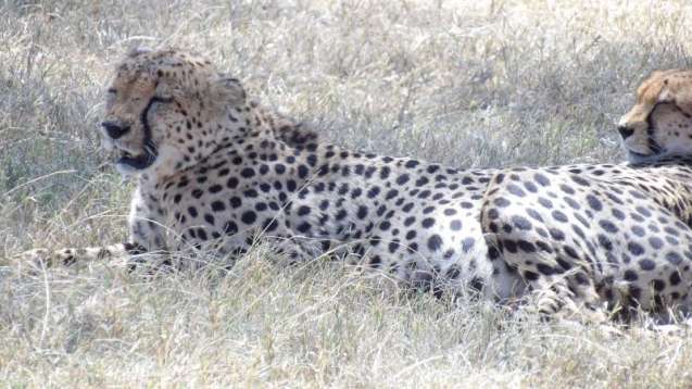 Cheeta, Kenya safari