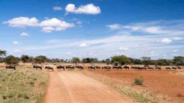 Serengeti migration in November
