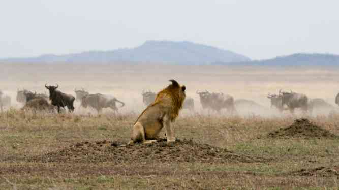 Lion watching wildebeest migration in Serengeti