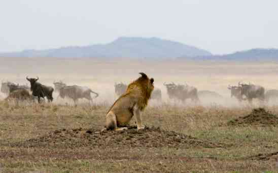 When is the Best Time to Visit Serengeti in Tanzania?