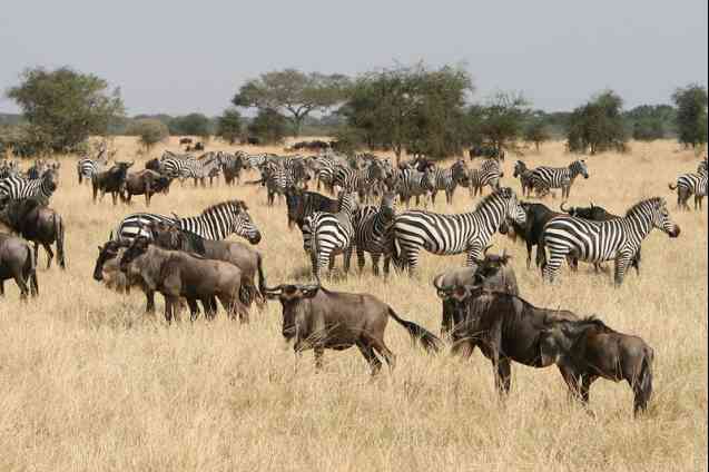Dry season, peak migration Serengeti safari