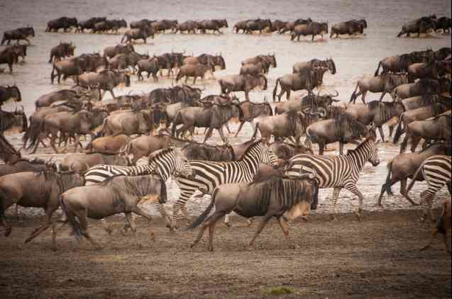 Great migration in Serengeti, Tanzania
