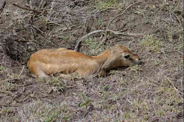 Gazelle calf in Serengeti, Tanzania