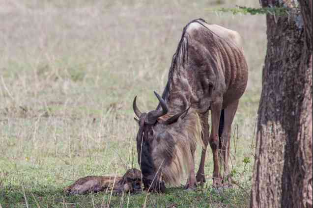 Calving season Serengeti Safari
