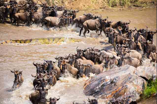 Wildebeest migration in Serengeti, Tanzania