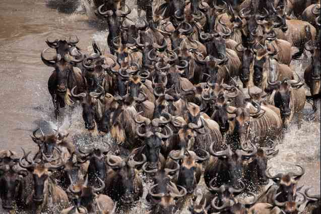 Great migration time in Serengeti, Tanzania