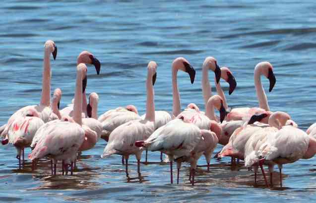 Flamingos on Serengeti safari in Tanzania