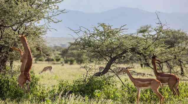 Samburu gerenuk, Kenya Safari