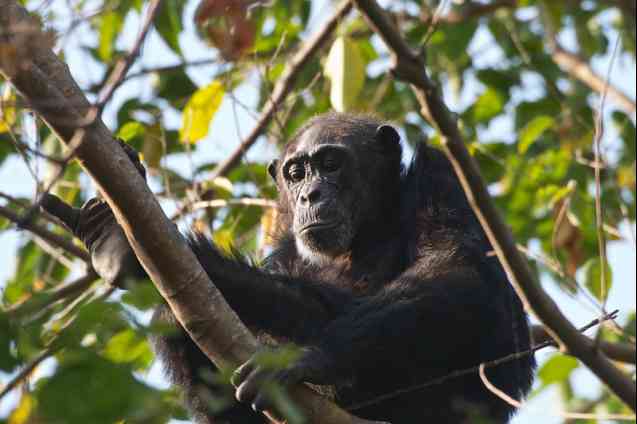 Remote Mahale Mountains Chimpanzee