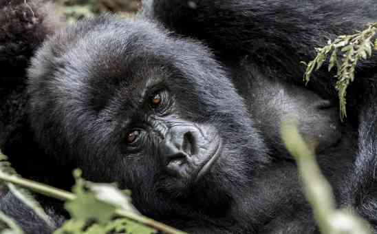Africa Travel Update: Whats it like to go Rwanda Gorilla Trekking now?