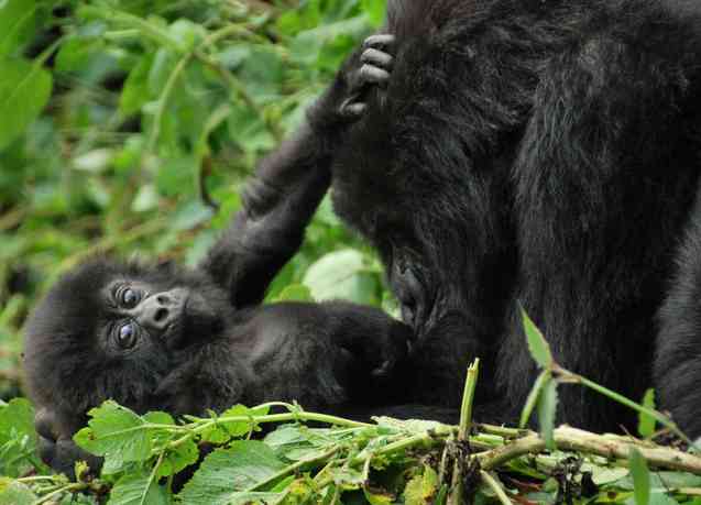 Sabyinyo group of mountain gorillas in Volcanoes Park, Rwanda.
