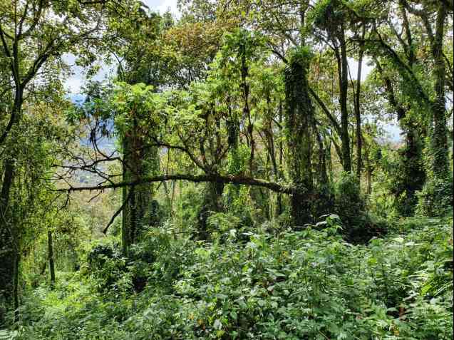 Dian Fossey trek in Rwanda