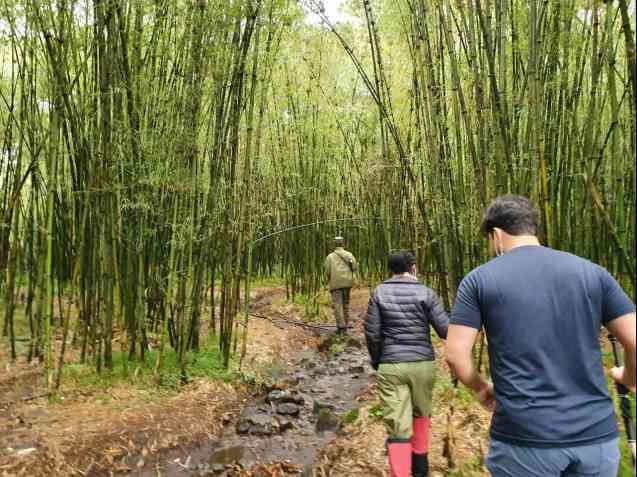 Rwanda gorilla trekking in Volcanoes