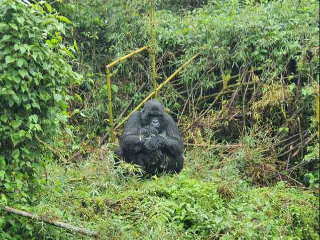 Gorilla on Rwanda gorilla trek