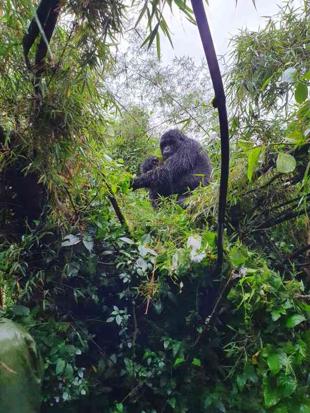 Rwanda gorilla trekking, Volcanoes National Park