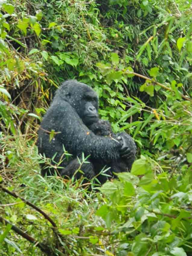 Mountain gorilla in Volcanoes, Rwanda
