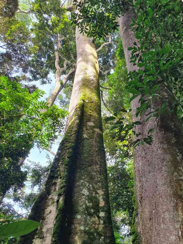 Nyungwa Park tall trees on forest walk