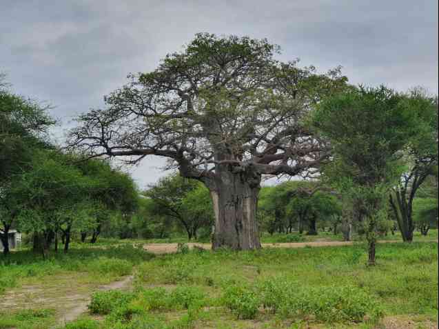 Baobab Tree en route Tarangire Safari