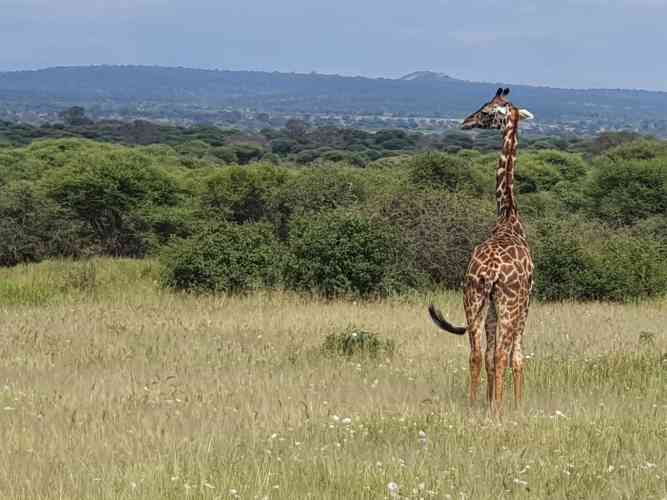 Giraffe on Tarangire safari in Tanzania