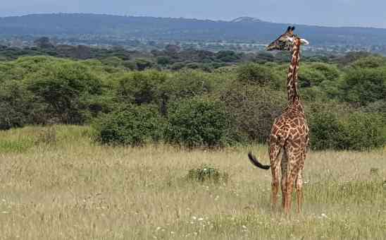 African Safari Update: Whats a safari in Tanzania like right now?