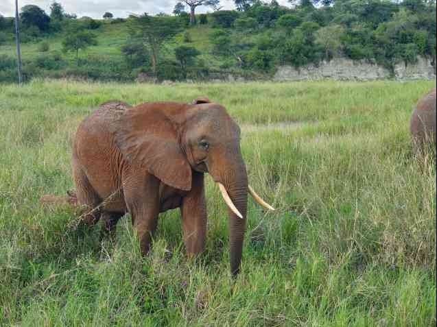 Tarangire Safari - elephant