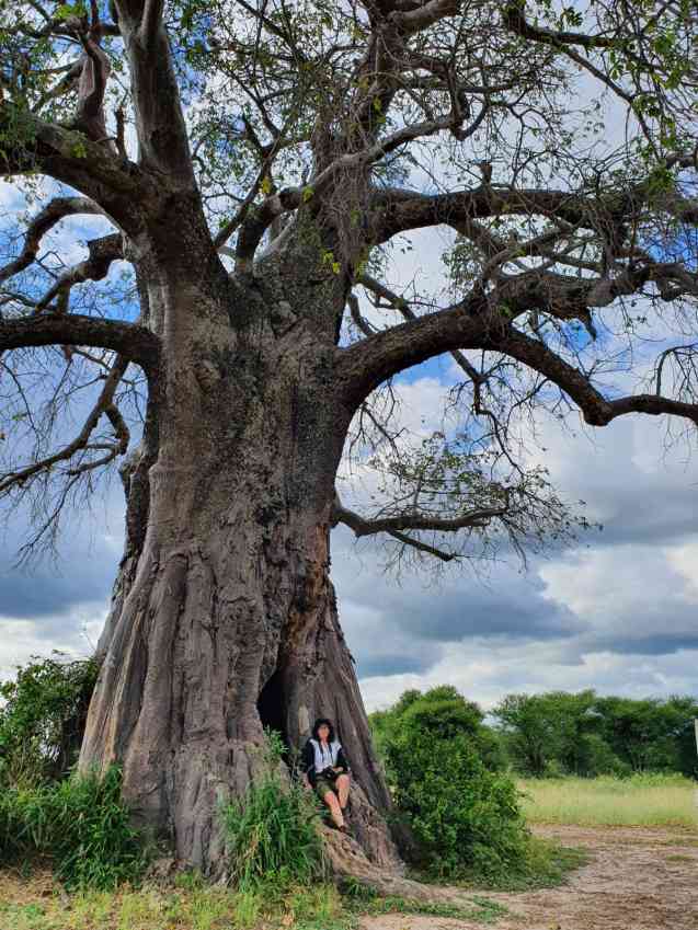 Massive baobab in Tanzania