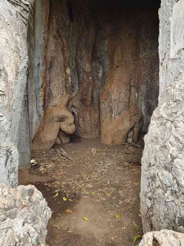 Inside baobab tree, near Tarangire