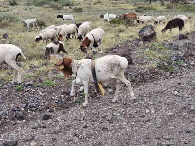 Maasai goat herd