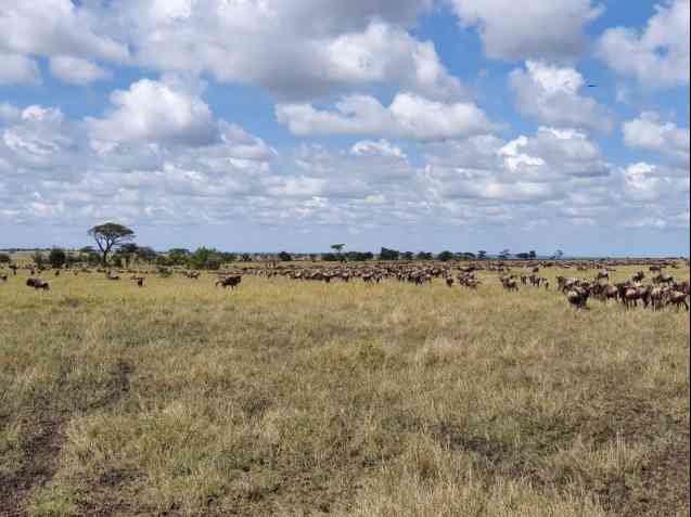 Great Migration in Tanzania